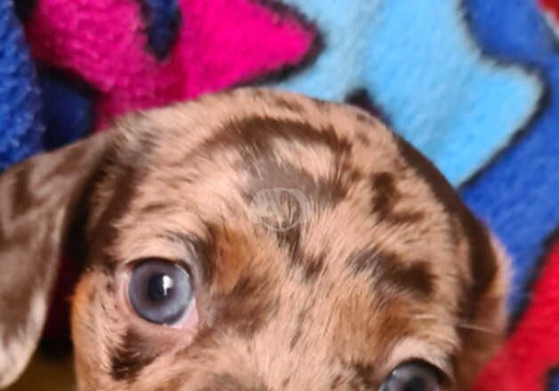 Beautiful Minature dachshund puppies for sale in Steyning, West Sussex - Image 2