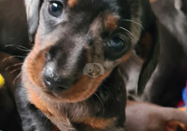 Beautiful Minature dachshund puppies for sale in Steyning, West Sussex - Image 3