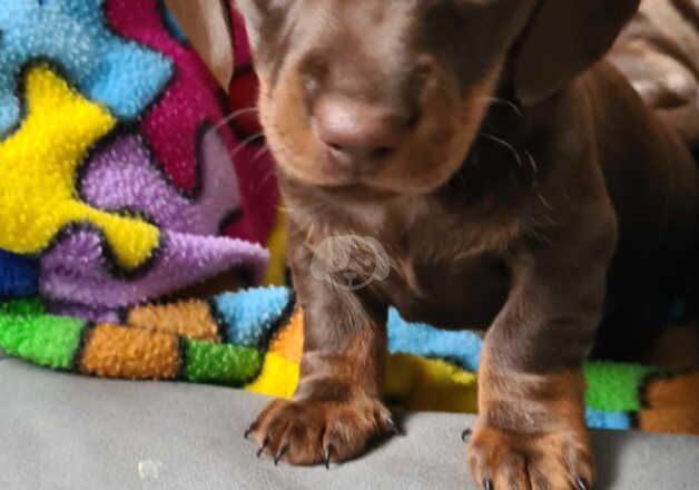 Beautiful Minature dachshund puppies for sale in Steyning, West Sussex - Image 4