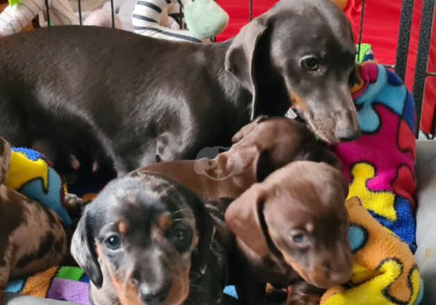 Beautiful Minature dachshund puppies for sale in Steyning, West Sussex - Image 5