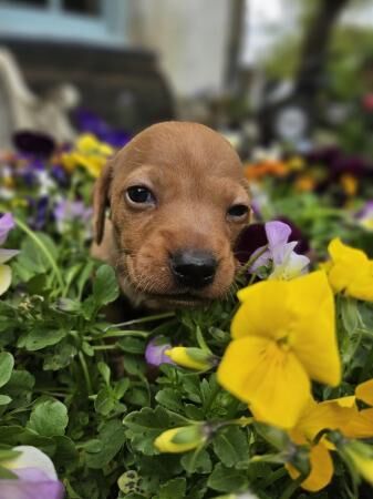 Beautiful minature Dachshunds for sale in Langore, Cornwall - Image 1