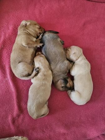 Beautiful minature Dachshunds for sale in Langore, Cornwall - Image 2