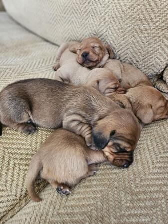 Beautiful minature Dachshunds for sale in Langore, Cornwall - Image 4