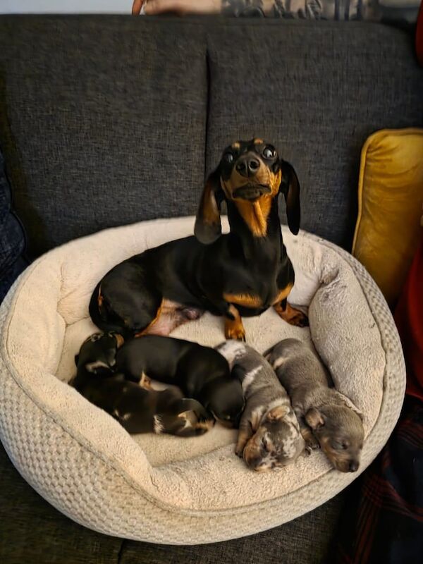 Beautiful minature dashaund puppies for sale in Newtownards, County Down - Image 3