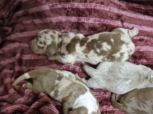 KC Registered Dachshund Puppies for sale in South Yorkshire