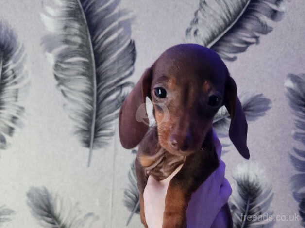 Beautiful Mini dachshund girl for sale in Oldham, Greater Manchester