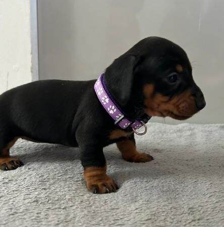 Beautiful mini dachshund puppies for sale in Woking, Surrey - Image 1