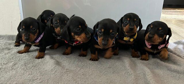 Beautiful mini dachshund puppies for sale in Woking, Surrey - Image 2