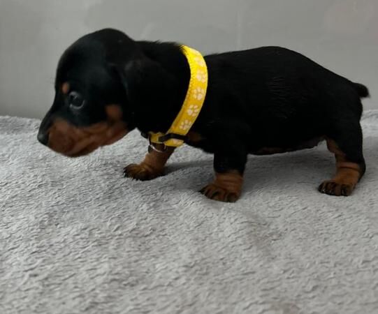 Beautiful mini dachshund puppies for sale in Woking, Surrey - Image 3