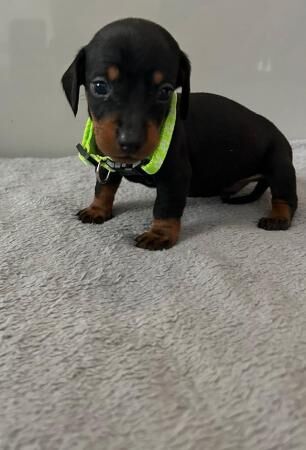 Beautiful mini dachshund puppies for sale in Woking, Surrey - Image 4