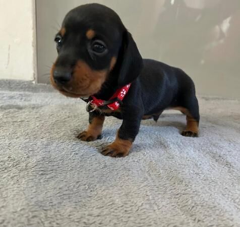 Beautiful mini dachshund puppies for sale in Woking, Surrey - Image 5