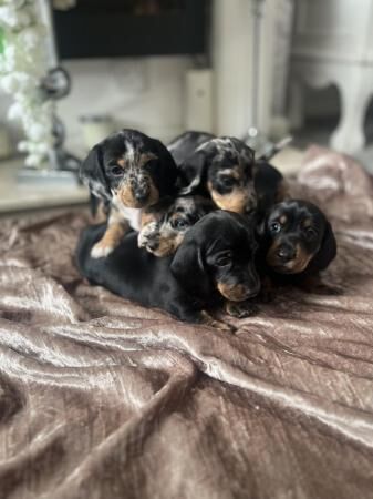 Beautiful Mini Dachshund puppies READY TO GO for sale in Walsall, West Midlands - Image 1