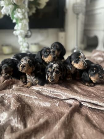 Beautiful Mini Dachshund puppies READY TO GO for sale in Walsall, West Midlands - Image 2