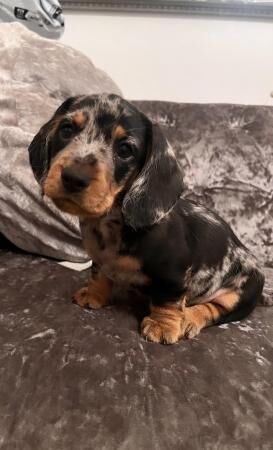 Beautiful Mini Dachshund puppies READY TO GO for sale in Walsall, West Midlands - Image 3