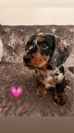 Beautiful Mini Dachshund puppies READY TO GO for sale in Walsall, West Midlands - Image 4