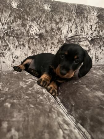 Beautiful Mini Dachshund puppies READY TO GO for sale in Walsall, West Midlands - Image 5