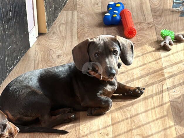 Beautiful mini female dachshund for sale in Leighton Buzzard, Bedfordshire - Image 1