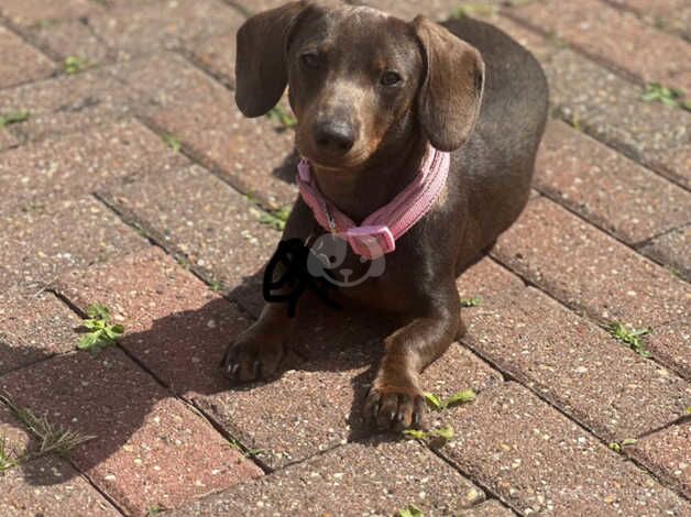 Beautiful mini female dachshund for sale in Leighton Buzzard, Bedfordshire - Image 2