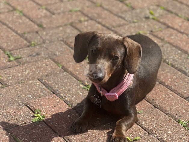 Beautiful mini female dachshund for sale in Leighton Buzzard, Bedfordshire - Image 3