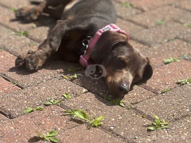 Beautiful mini female dachshund for sale in Leighton Buzzard, Bedfordshire - Image 4