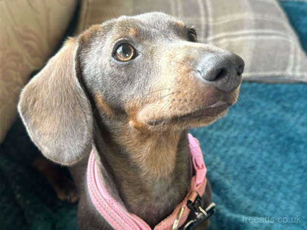 Beautiful mini female dachshund for sale in Leighton Buzzard, Bedfordshire - Image 5