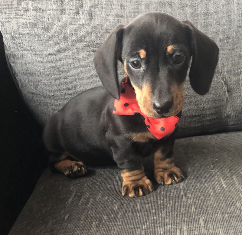 Beautiful mini smooth haired dachshunds for sale in Llandysul, Ceredigion - Image 1
