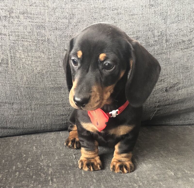 Beautiful mini smooth haired dachshunds for sale in Llandysul, Ceredigion - Image 2