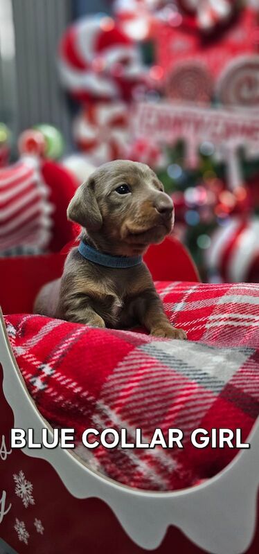 Beautiful miniature dachshund for sale in Liverpool, Merseyside - Image 1