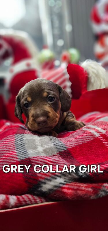 Beautiful miniature dachshund for sale in Liverpool, Merseyside - Image 2