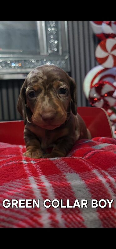 Beautiful miniature dachshund for sale in Liverpool, Merseyside - Image 3