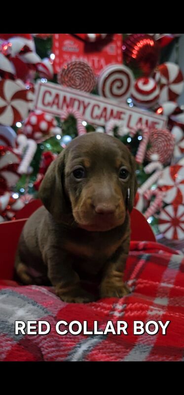 Beautiful miniature dachshund for sale in Liverpool, Merseyside - Image 4