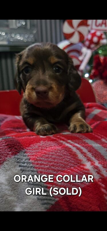 Beautiful miniature dachshund for sale in Liverpool, Merseyside - Image 5