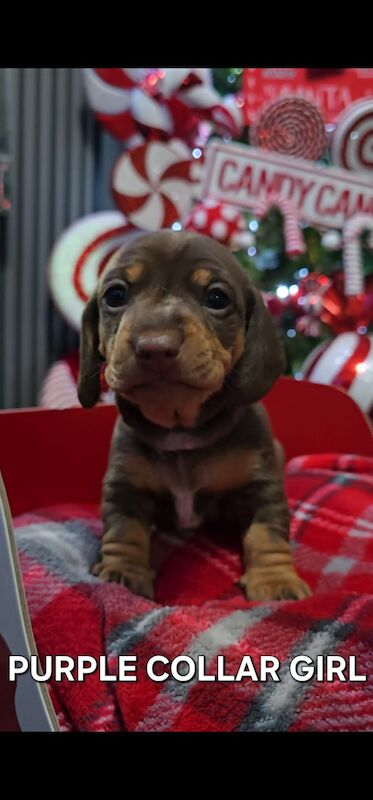 Beautiful miniature dachshund for sale in Liverpool, Merseyside - Image 6