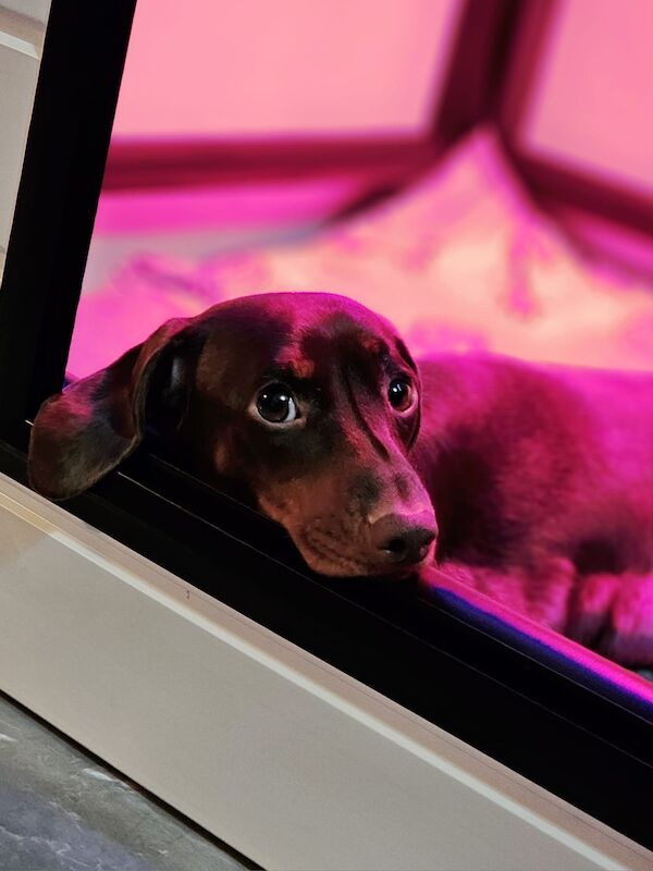 Beautiful miniature dachshund for sale in Liverpool, Merseyside - Image 7