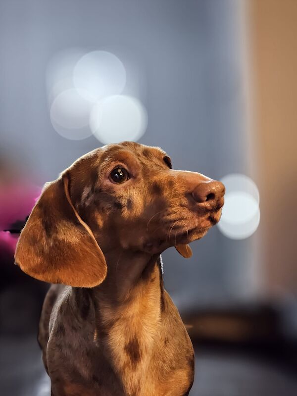 Beautiful miniature dachshund for sale in Liverpool, Merseyside - Image 8
