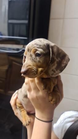 Beautiful miniature dachshund dapple girl for sale in Beighton, South Yorkshire