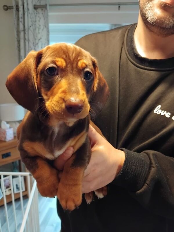 Beautiful miniature dachshund girl for sale in Newport, Isle of Wight