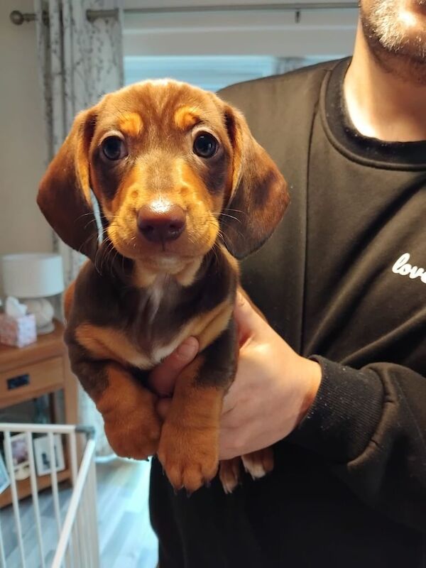 Beautiful miniature dachshund girl for sale in Newport, Isle of Wight - Image 2