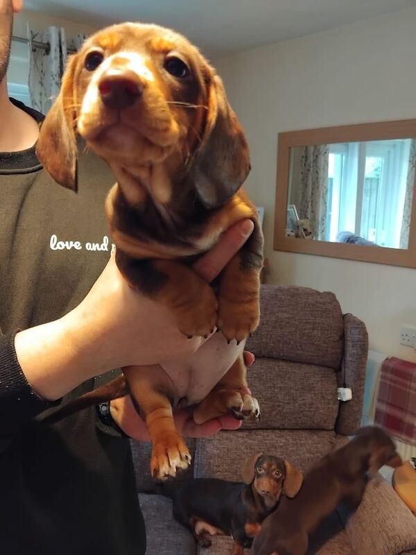 Beautiful miniature dachshund girl for sale in Newport, Isle of Wight - Image 3