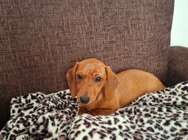 beautiful miniature dachshund girl for sale in Bradford, West Yorkshire