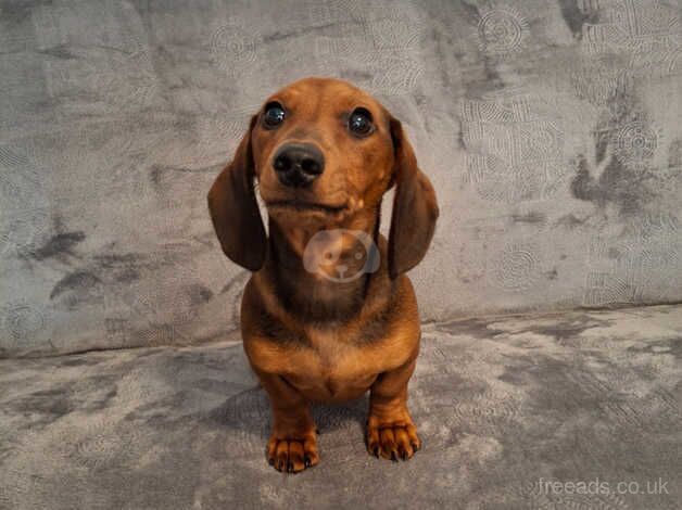 Beautiful miniature dachshund for sale in Bradford, West Yorkshire - Image 1