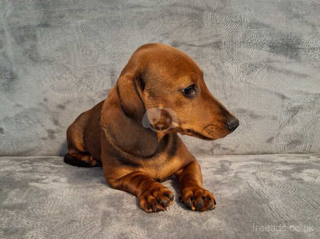 Beautiful miniature dachshund for sale in Bradford, West Yorkshire - Image 3