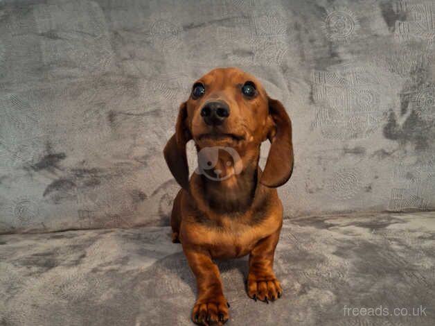 Beautiful miniature dachshund for sale in Bradford, West Yorkshire - Image 4