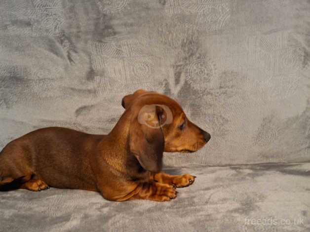 Beautiful miniature dachshund for sale in Bradford, West Yorkshire - Image 5