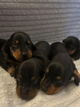 Beautiful miniature dachshund puppies for sale in Woking, Surrey