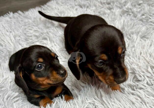 Beautiful Miniature Dachshund puppies ready to view for sale in Bournemouth, Dorset