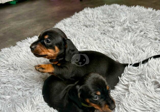 Beautiful Miniature Dachshund puppies ready to view for sale in Bournemouth, Dorset - Image 2