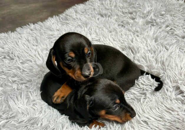 Dachshund Puppies for sale in Dorset