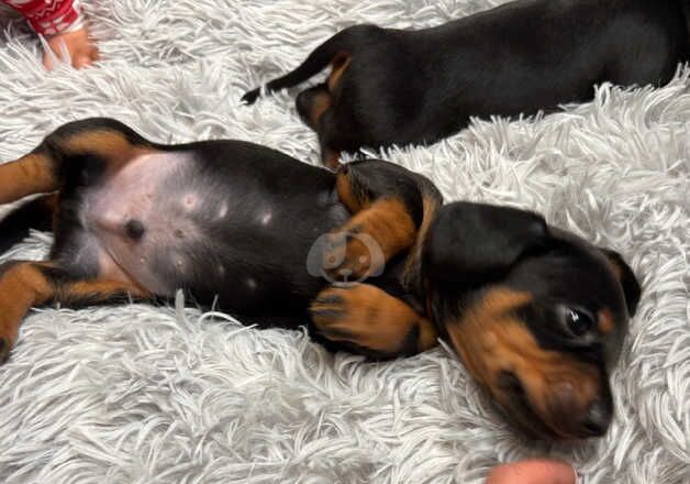 Beautiful Miniature Dachshund puppies ready to view for sale in Bournemouth, Dorset - Image 4