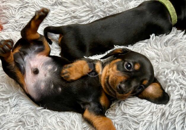 Beautiful Miniature Dachshund puppies ready to view for sale in Bournemouth, Dorset - Image 5